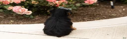 Yorkshire Terrier dogs for sale: Leslie  - Ad 5