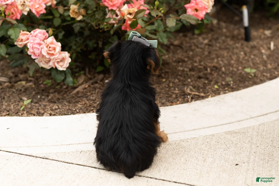 Yorkshire Terrier dogs for sale: Leslie  - Ad 5