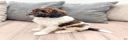 Miniature Poodle dogs for sale: Conner - Ad 4