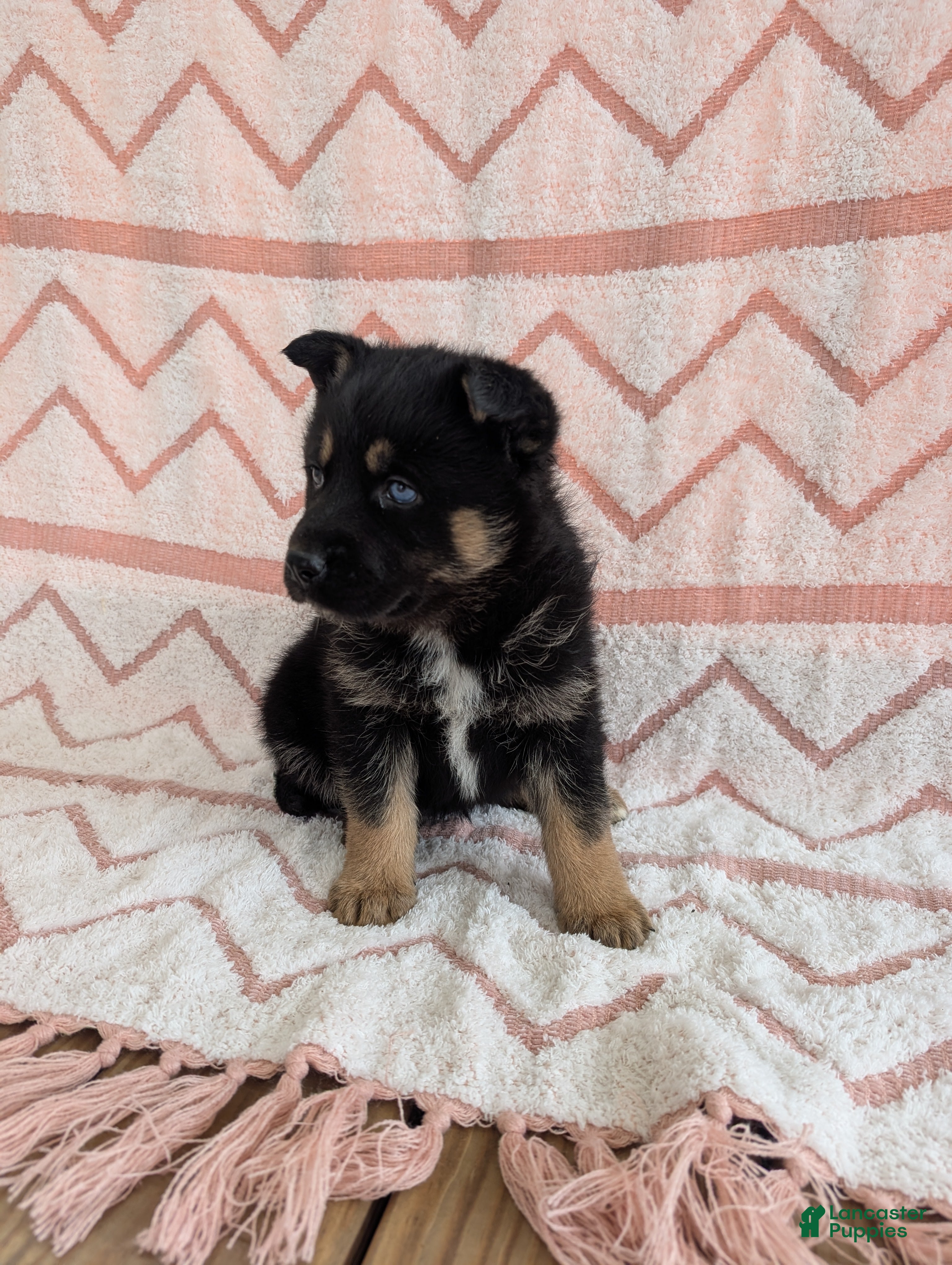 Gerberian Shepsky dogs Bessy - Ad 2