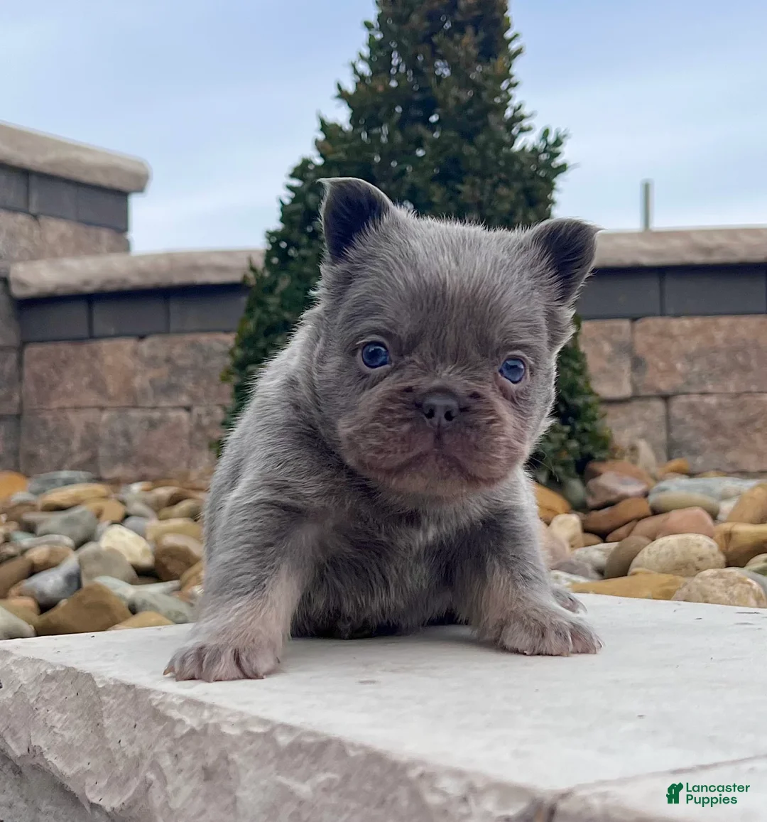 French Bulldog dogs for sale: Lucky - Ad 1