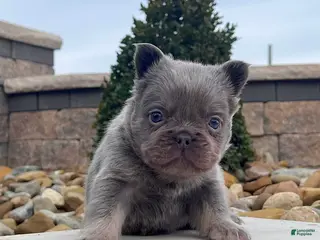 French Bulldog dogs Lucky - Ad 36