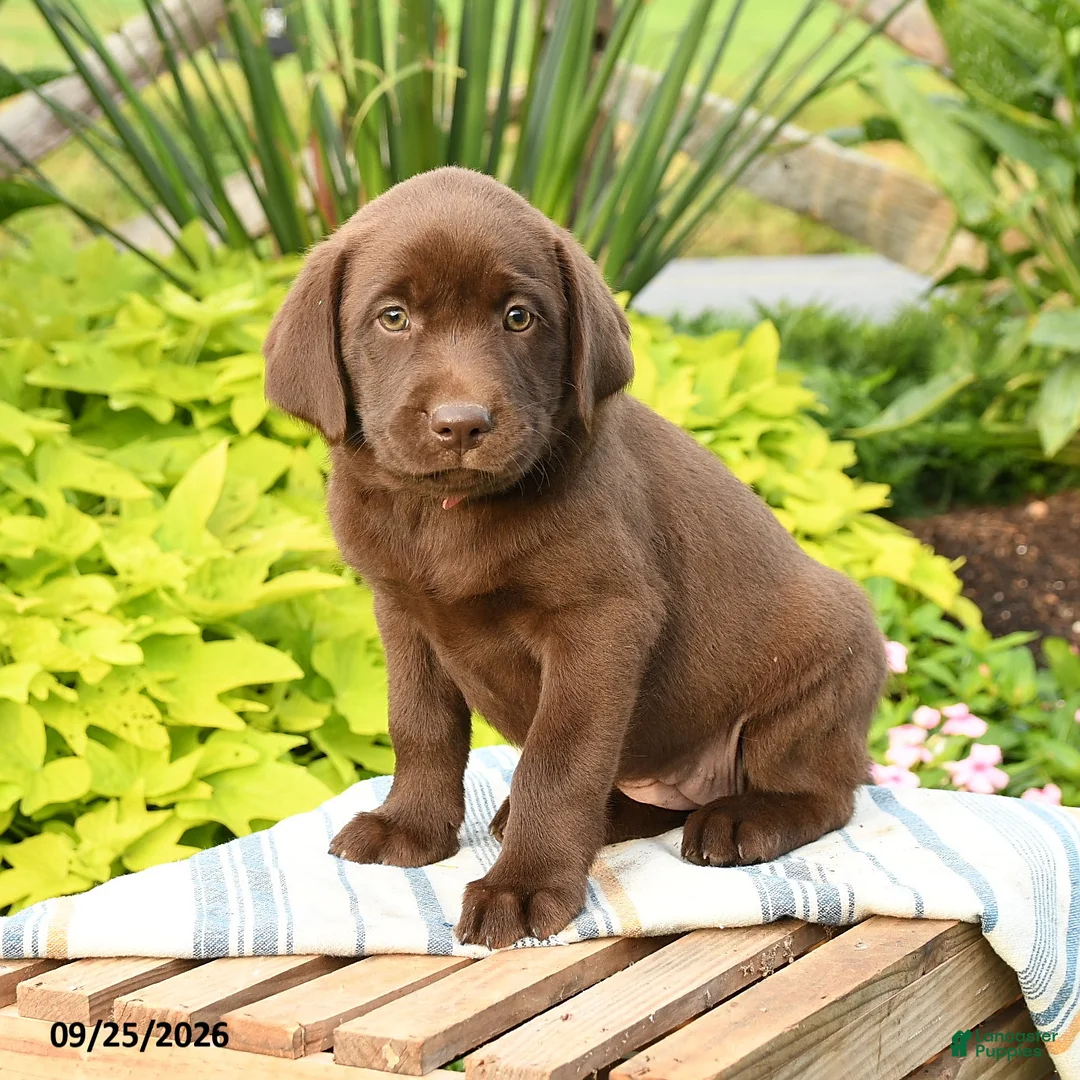 Labrador Retriever dogs for sale: Layla - Ad 2