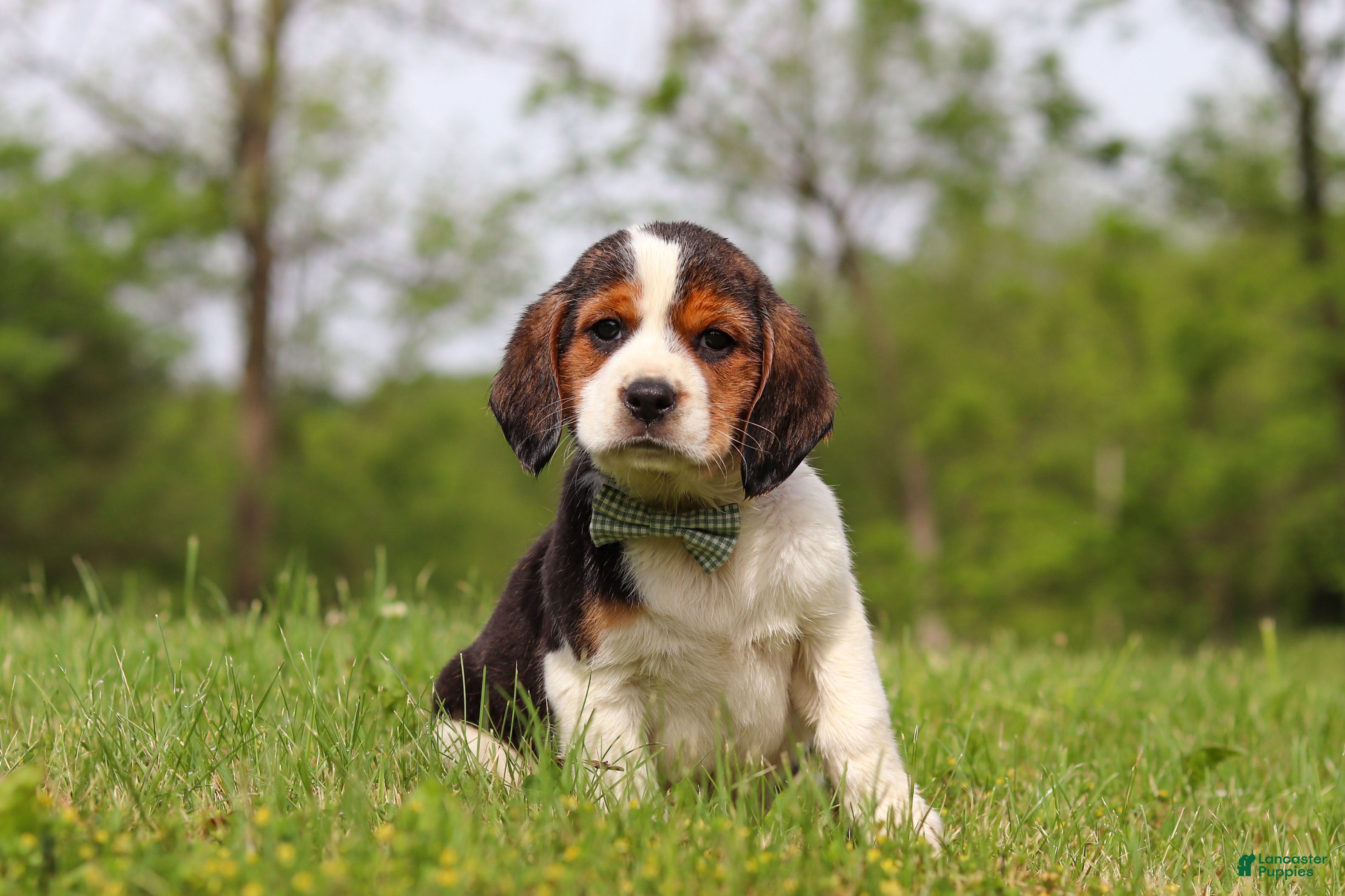 Beagle dogs Barron - Ad 2