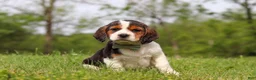 Beagle dogs for sale: Barron - Ad 2