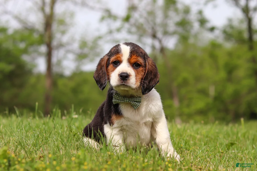 Beagle dogs for sale: Barron - Ad 2