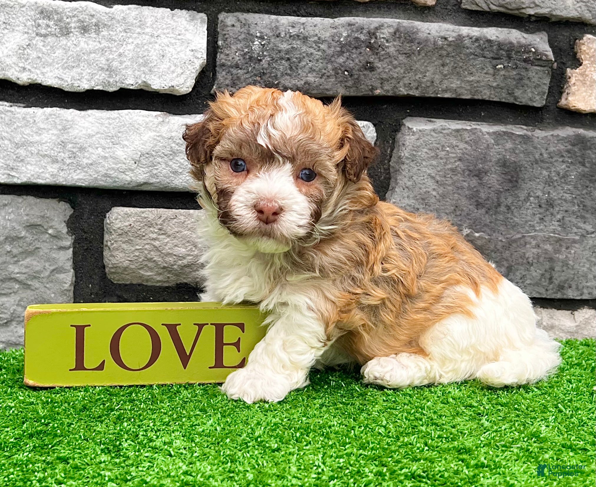 Havanese dogs Logan - Ad 2