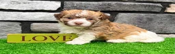 Havanese dogs for sale: Logan - Ad 7