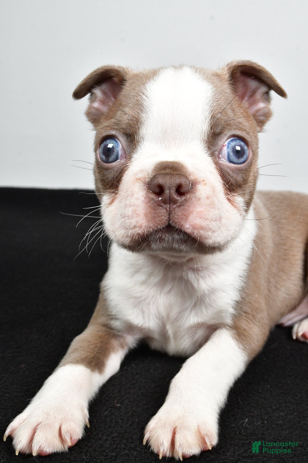 Boston Terrier dogs for sale: Jordan - Ad 7