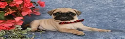 Pug dogs for sale: Bowser - Ad 5