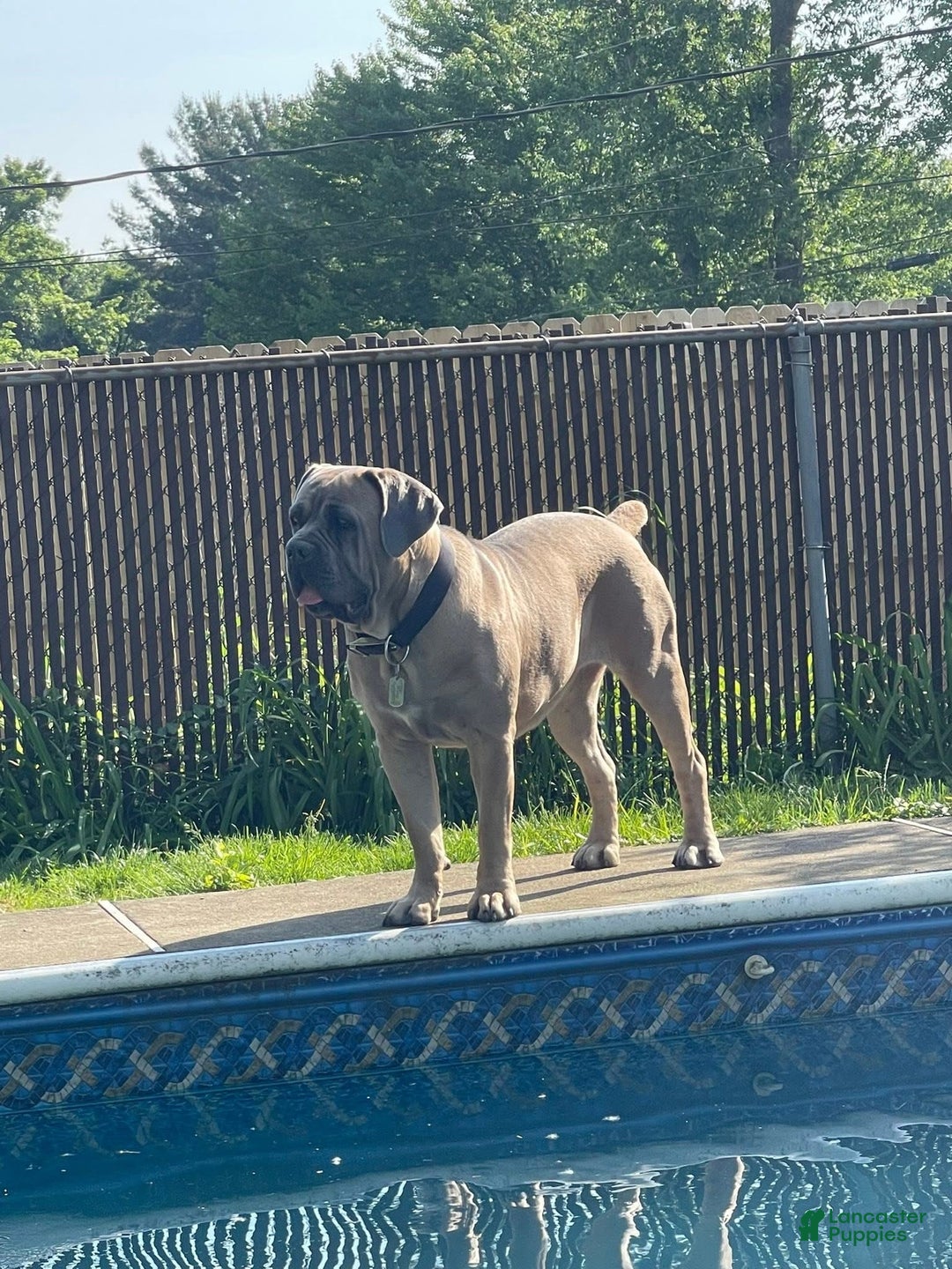 Cane Corso dogs for sale: Storm  - Ad 2