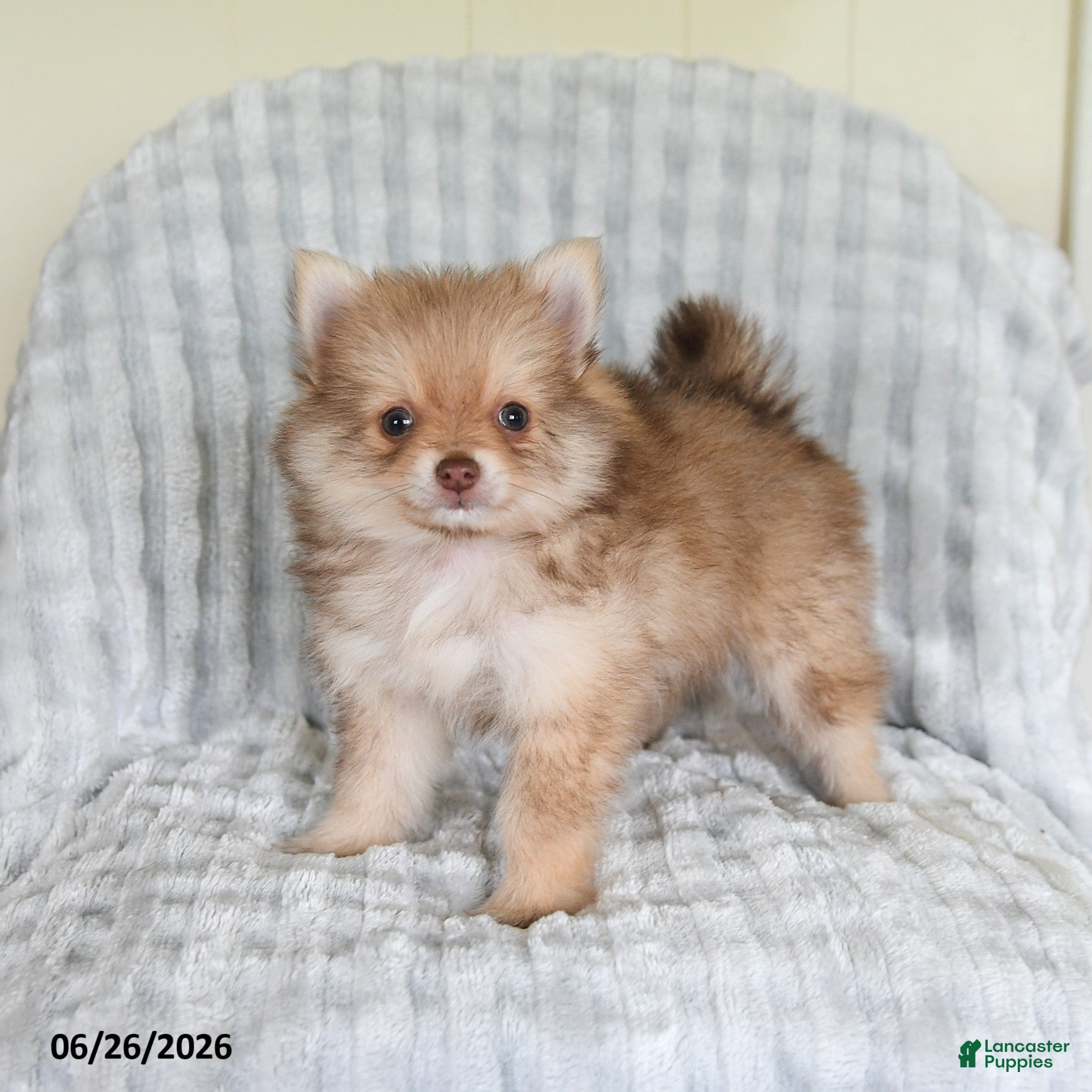 Pomsky dogs Jimmy - Ad 1