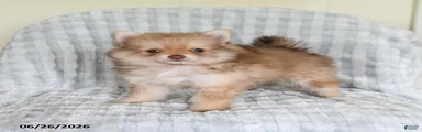 Jimmy
