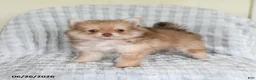 Pomsky dogs for sale: Jimmy - Ad 1