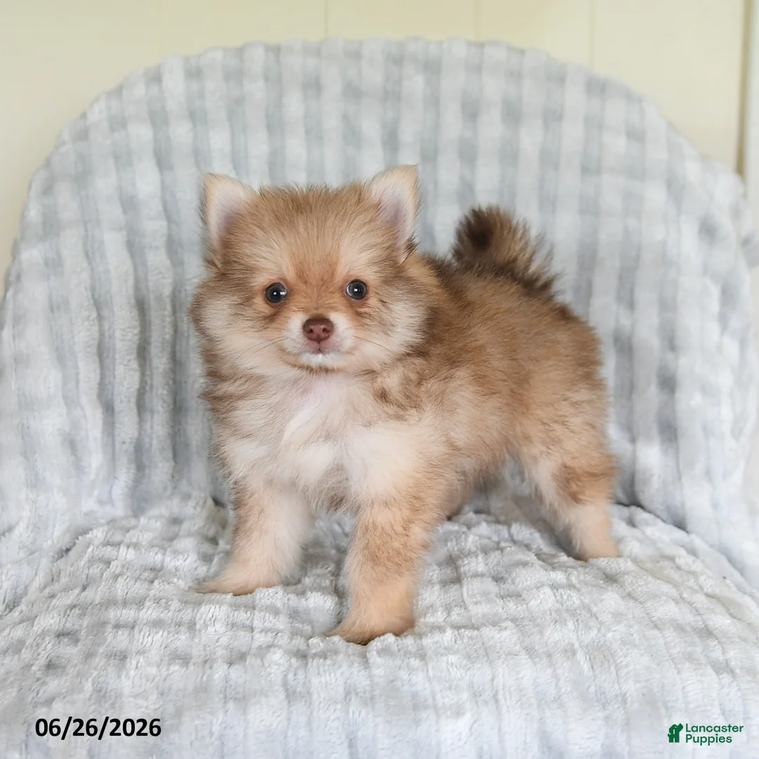 Pomsky dogs for sale: Jimmy - Ad 1