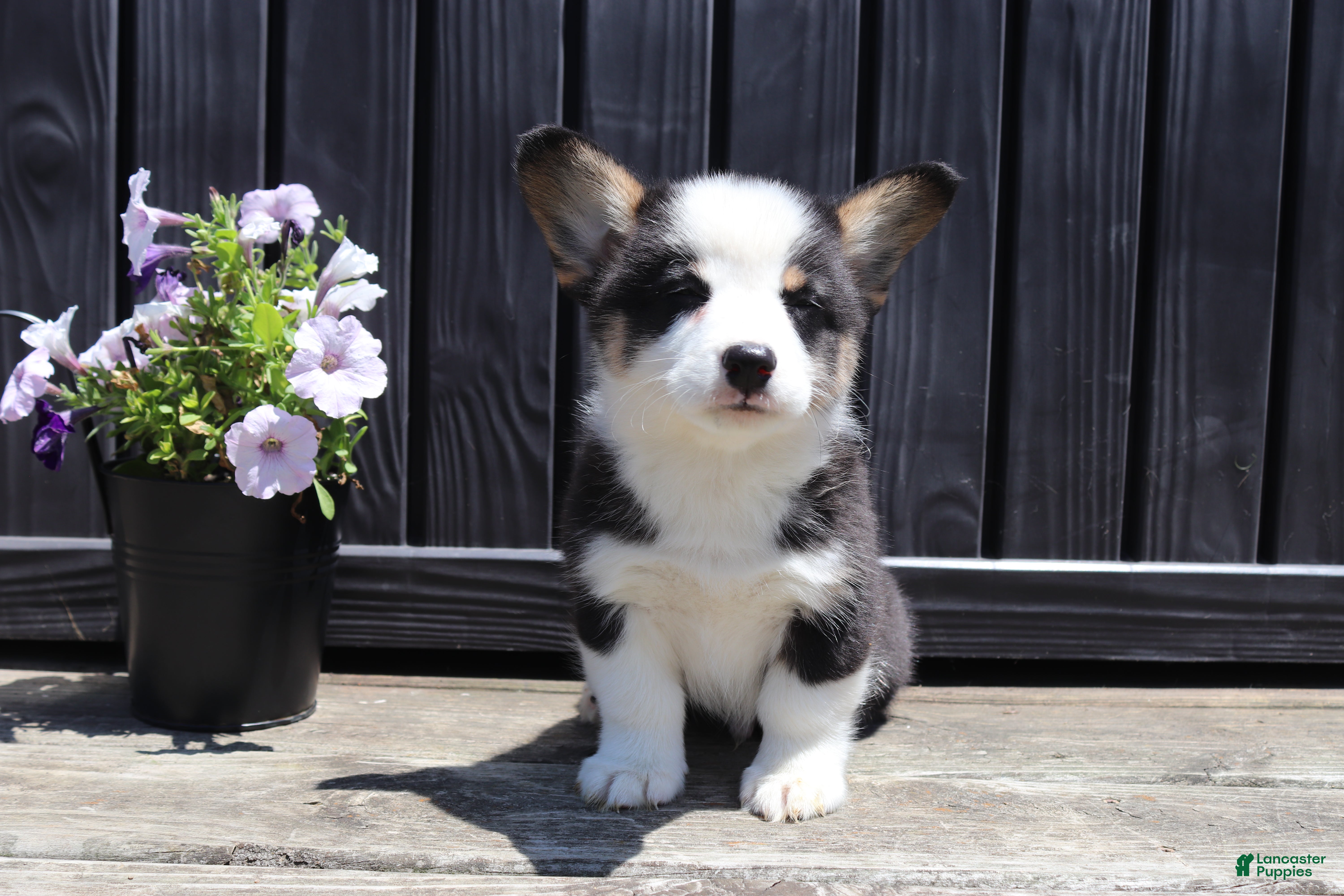 Welsh Corgi Pembroke dogs Roman - Ad 1