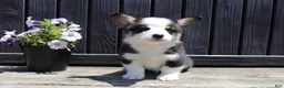 Welsh Corgi Pembroke dogs for sale: Roman - Ad 1