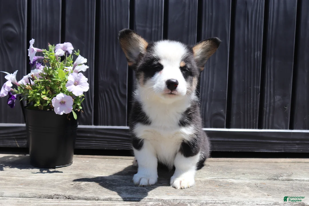 Welsh Corgi Pembroke dogs for sale: Roman - Ad 1