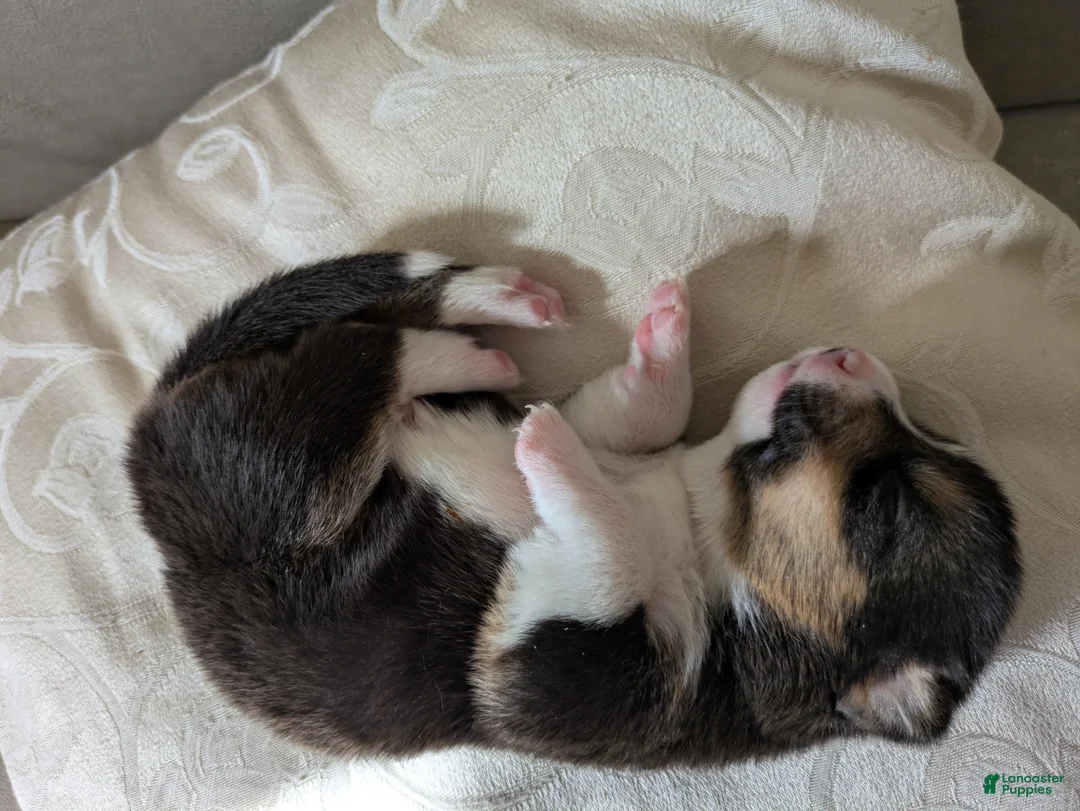 Welsh Corgi Pembroke dogs for sale: Jaxx - Ad 1