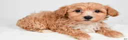 Yorkiepoo dogs for sale: Grace - Ad 2