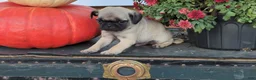 Pug dogs for sale: Mr. Pibb - Ad 2