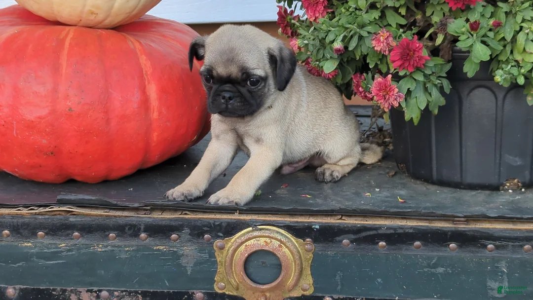 Pug dogs for sale: Mr. Pibb - Ad 2