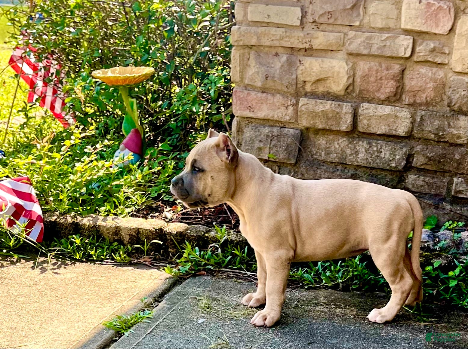 American Bully dogs American Bully Puppy “Siphia” - Ad 2