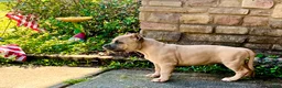 American Bully dogs for sale: American Bully Puppy “Siphia” - Ad 2
