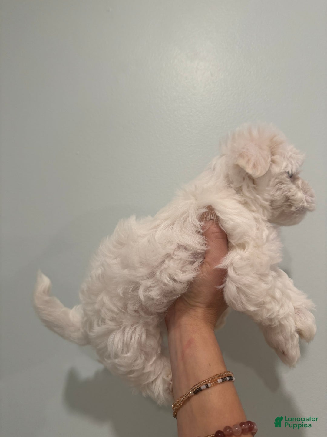 Maltese dogs for sale: Marshmellow - Ad 2