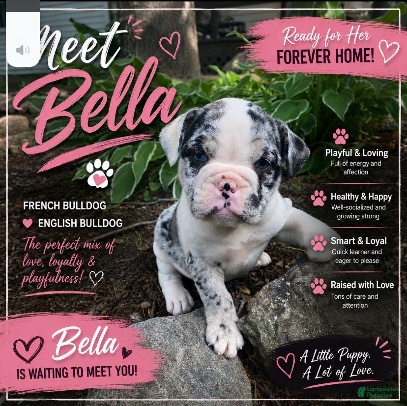 Mixed Breed dogs Bella - Ad 1