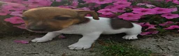 Jack Russell Terrier dogs for sale: Trixy - Ad 2