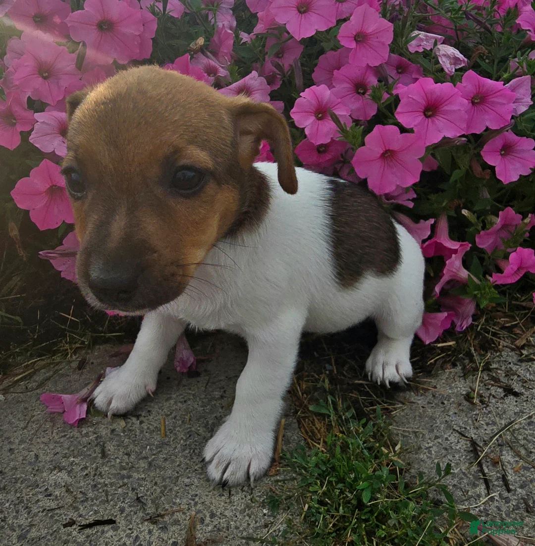 Jack Russell Terrier dogs for sale: Trixy - Ad 2