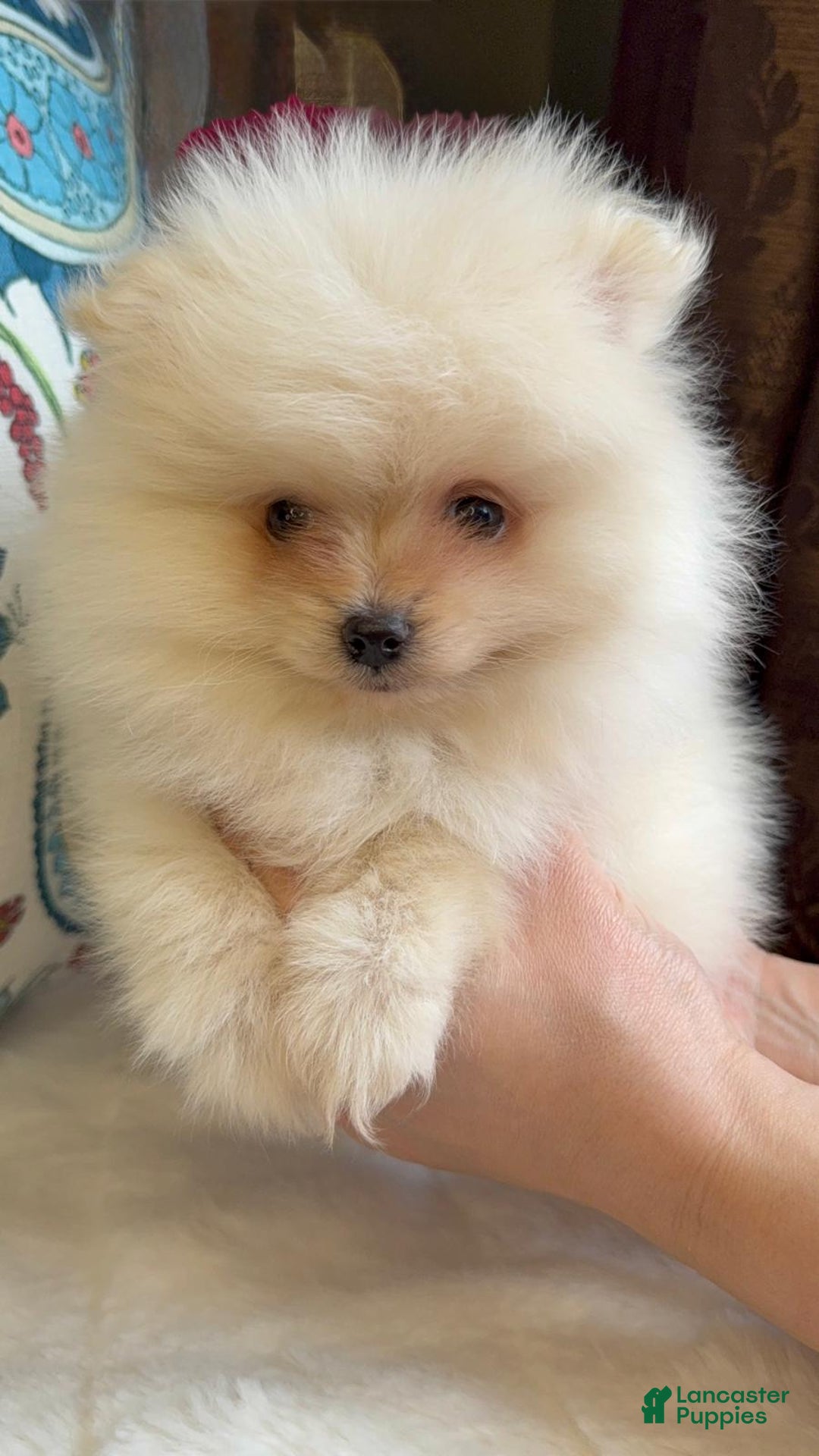 Pomeranian dogs for sale: Pomeranian Puppy Daisy - Ad 3