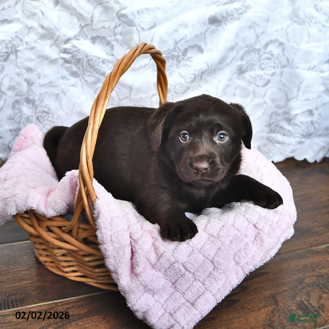 Labrador Retriever dogs for sale: Lucy - Ad 2
