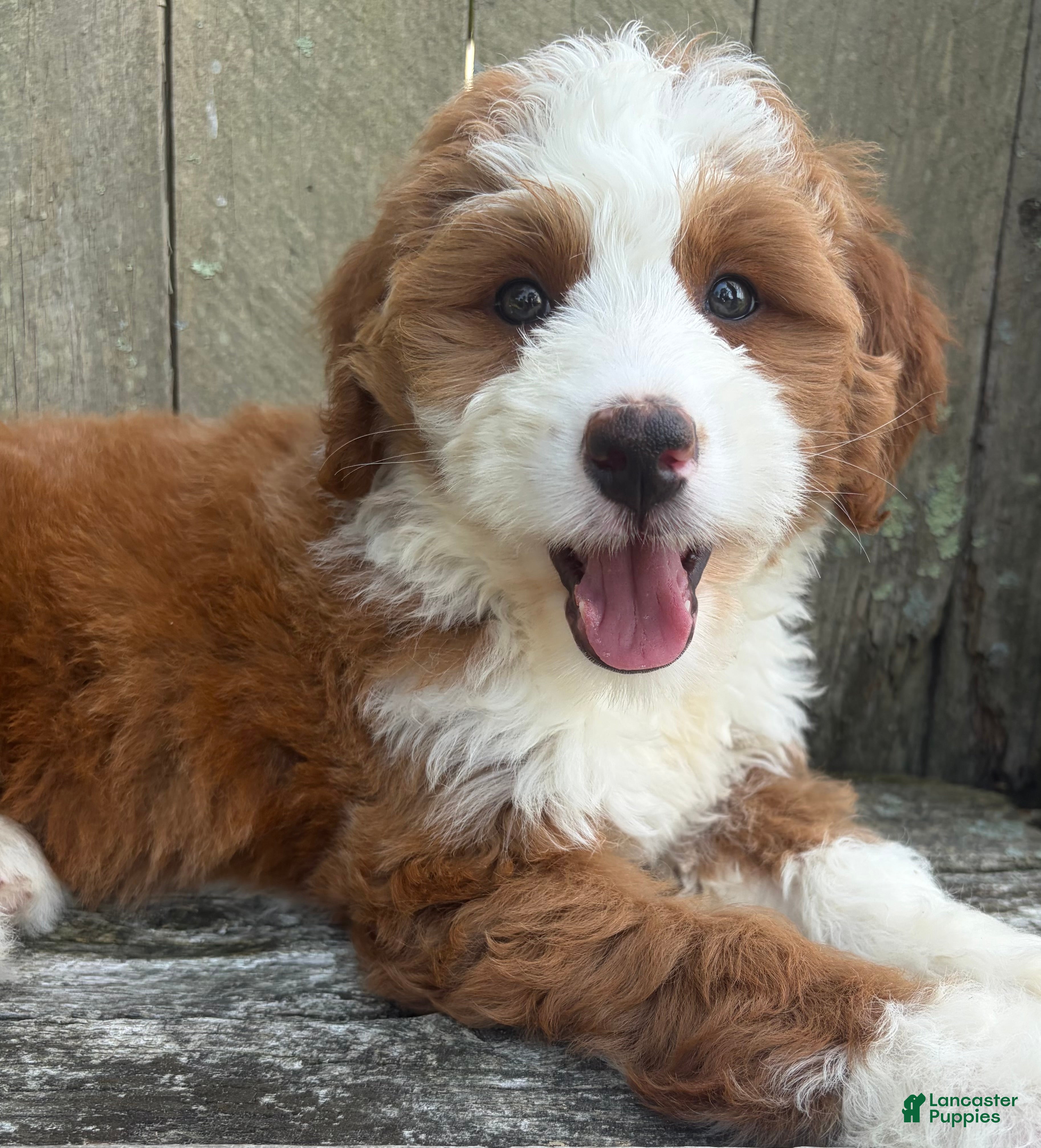 Mini Bernedoodle dogs for sale: ❤️BOSTON MASSACHUSETTS AREA❤️RARE DARK RED AND WHITE TUXEDO❤️MINI BERNEDOODLE GIRL❤️ - Ad 2