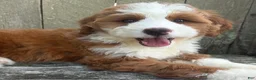 Mini Bernedoodle dogs for sale: ❤️BOSTON MASSACHUSETTS AREA❤️RARE DARK RED AND WHITE TUXEDO❤️MINI BERNEDOODLE GIRL❤️ - Ad 1