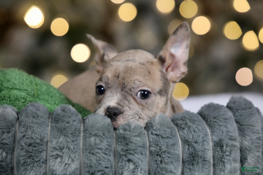 Frenchton dogs for sale: Bean - Ad 10