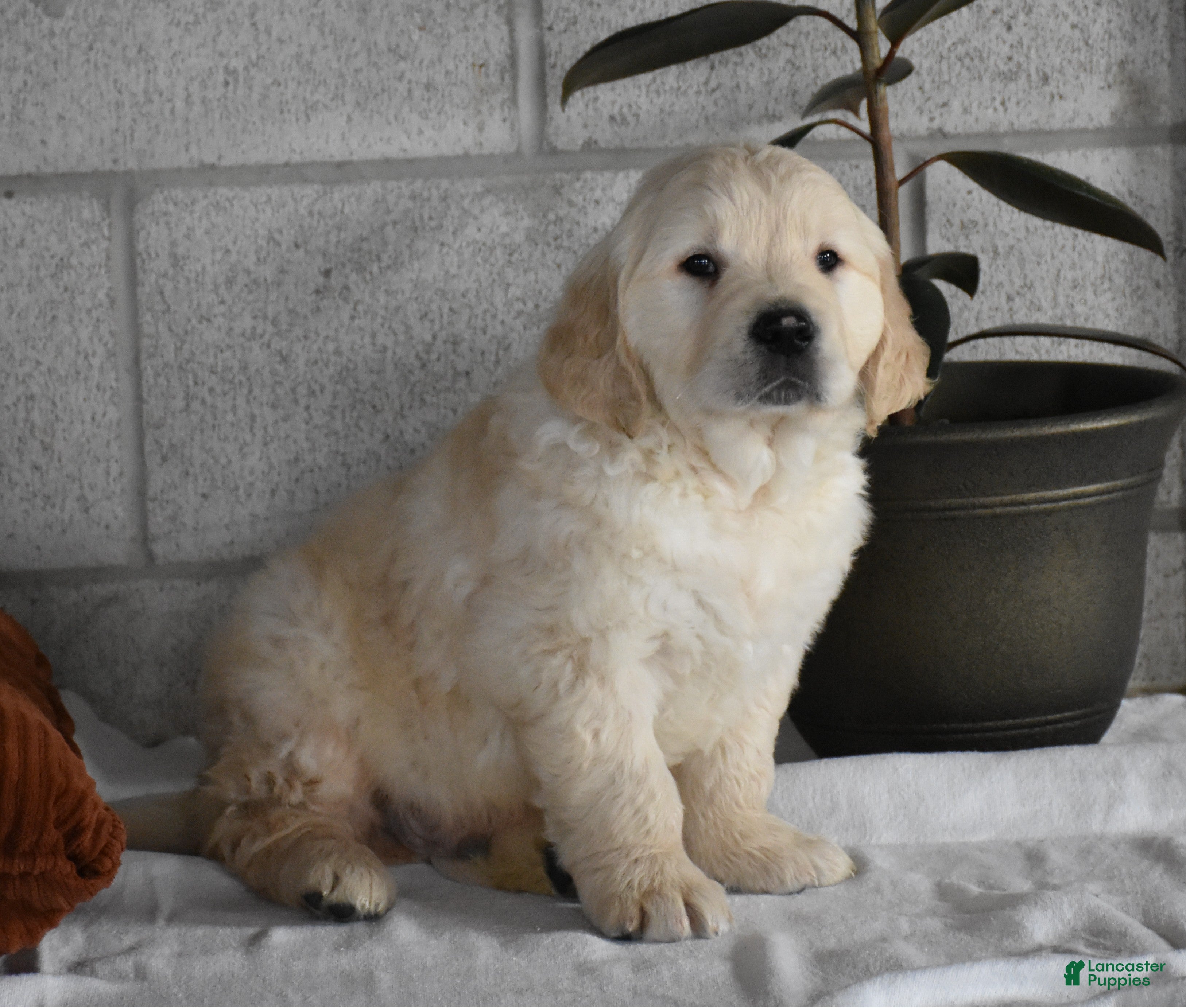 Golden Retriever dogs Cleo Genetic/OFA  - Ad 1