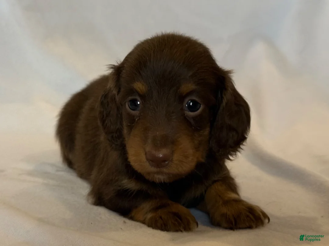 Miniature Dachshund dogs for sale: Beauty - Ad 5