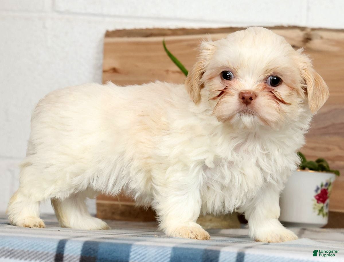 Shih Tzu dogs Hayes - Ad 2