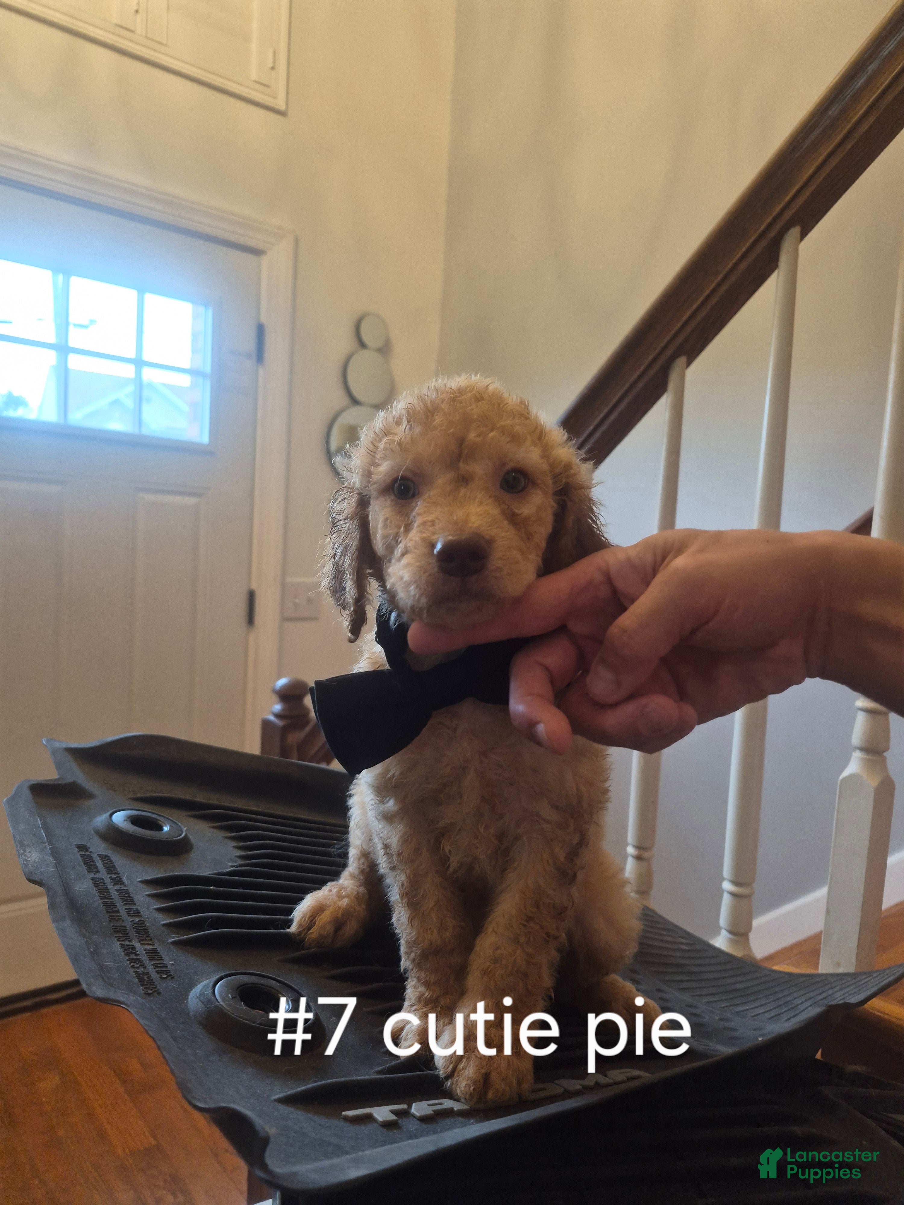 Goldendoodle dogs  Puppy 7 - Ad 1