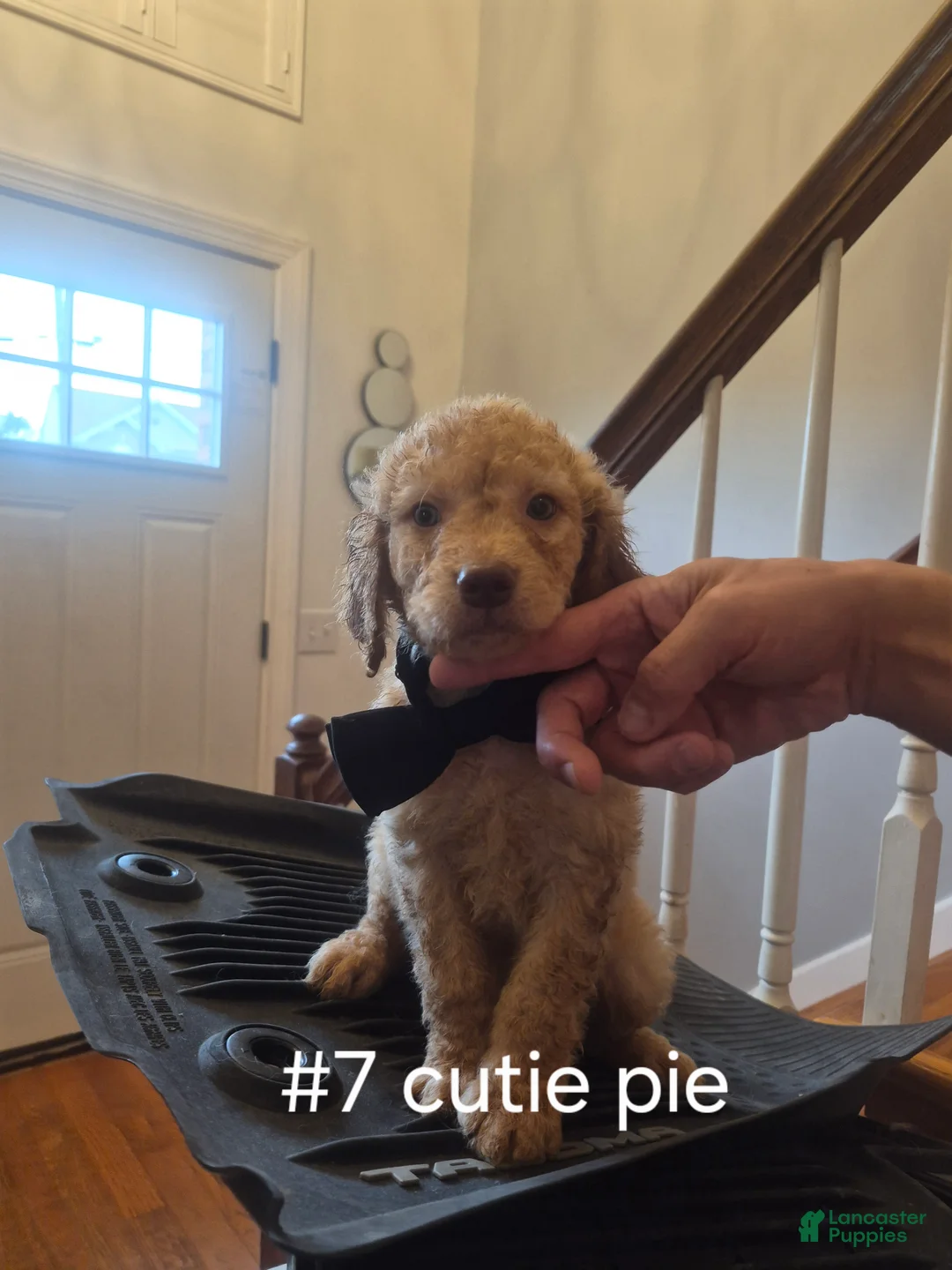 Goldendoodle dogs for sale:  Puppy 7 - Ad 1