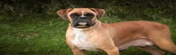 Boxer dogs for sale: Haddie - Ad 8