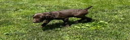 German Shorthaired Pointer dogs for sale: Honor - Ad 6
