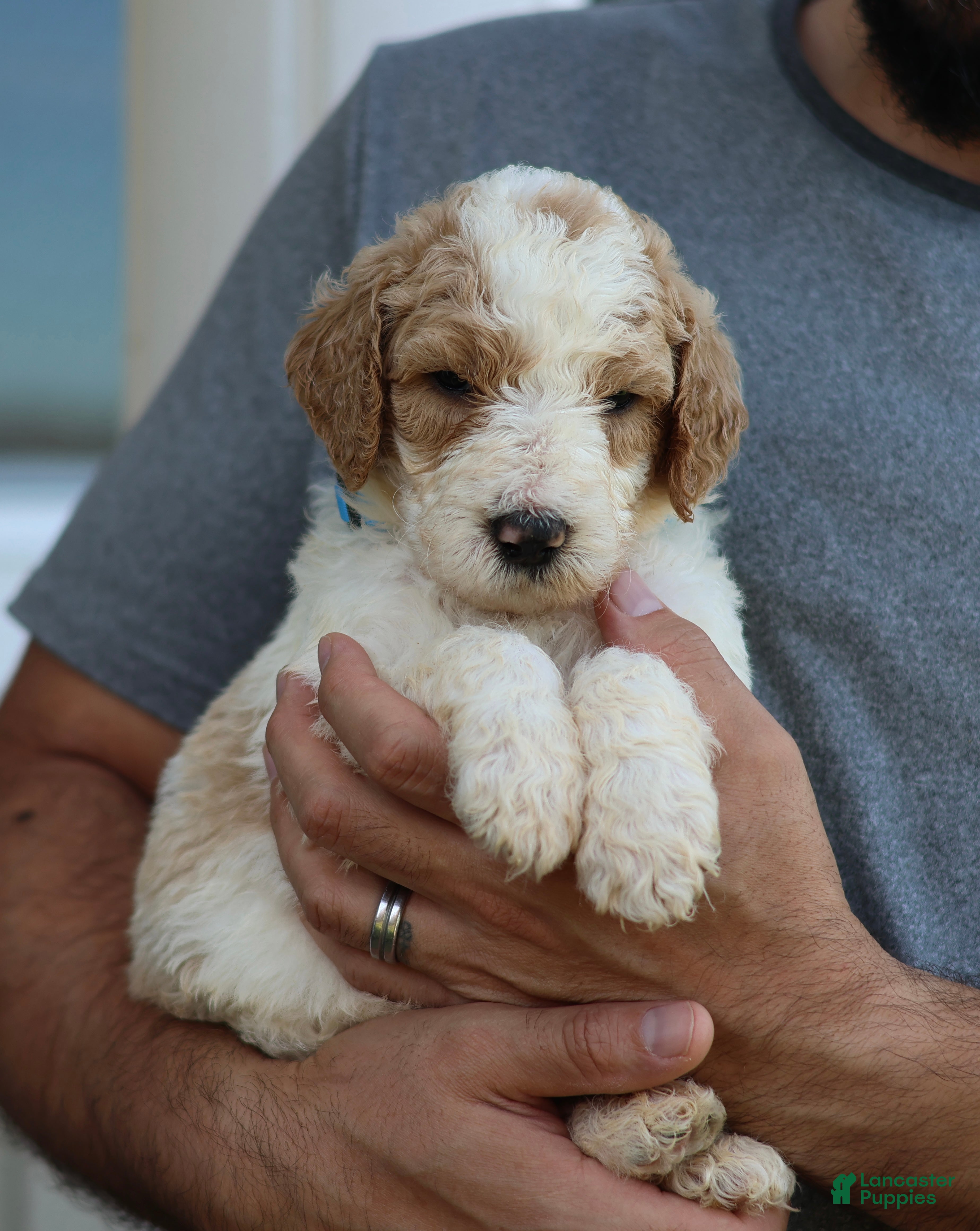 Goldendoodle dogs for sale: Scout - Ad 24