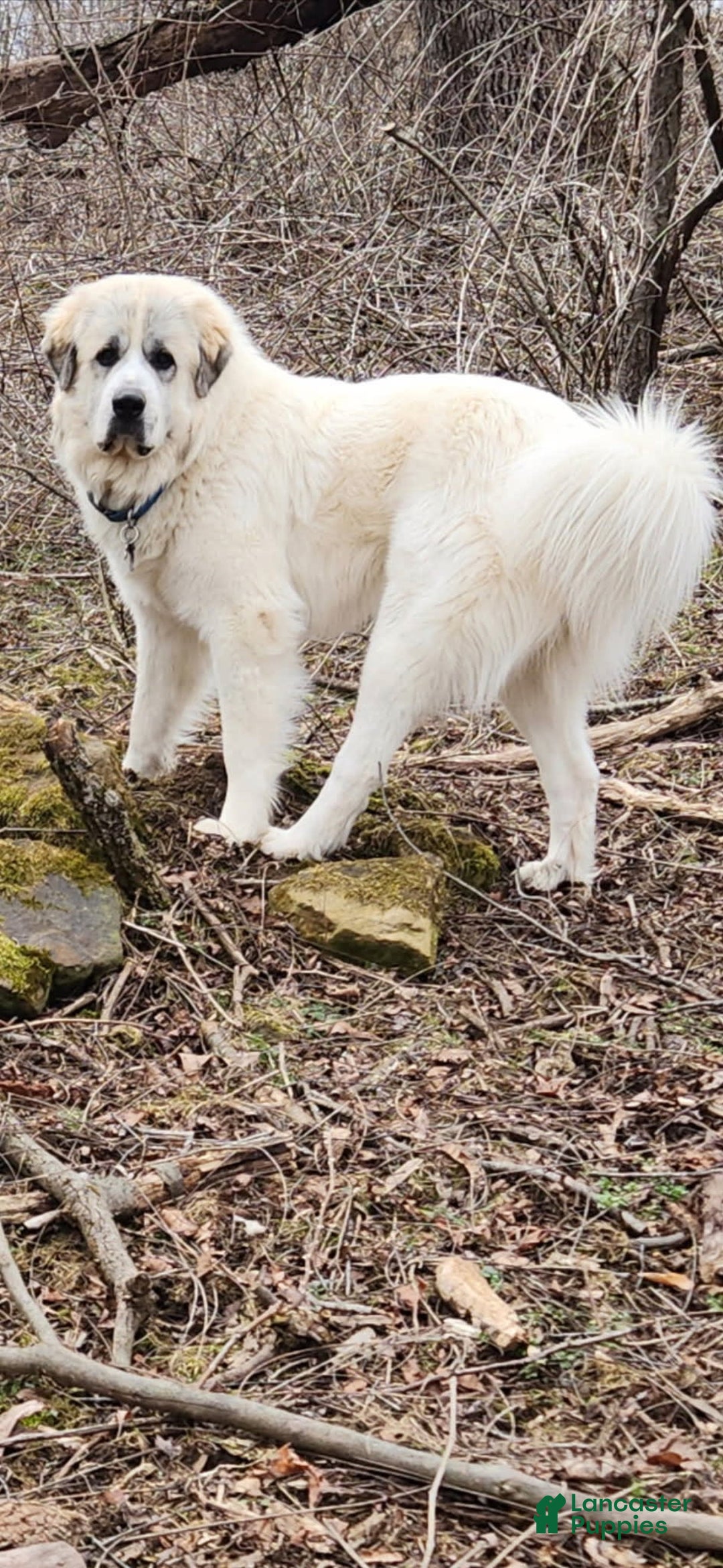 Great Pyrenees Mix Anatolian Shepherd Dog For Sale Anatolian