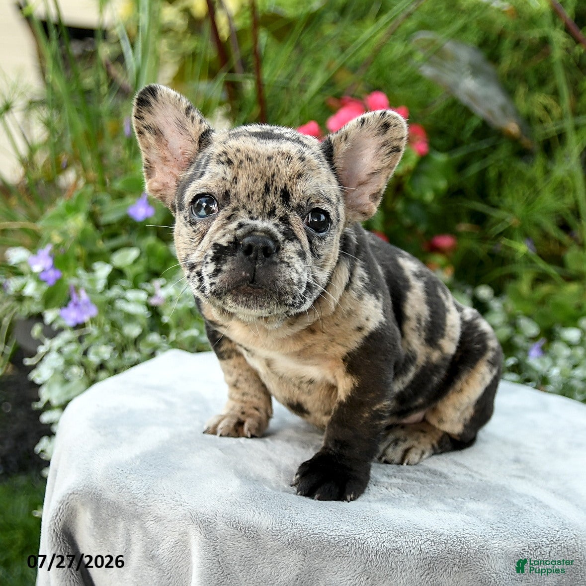 French Bulldog dogs Savannah  - Ad 1