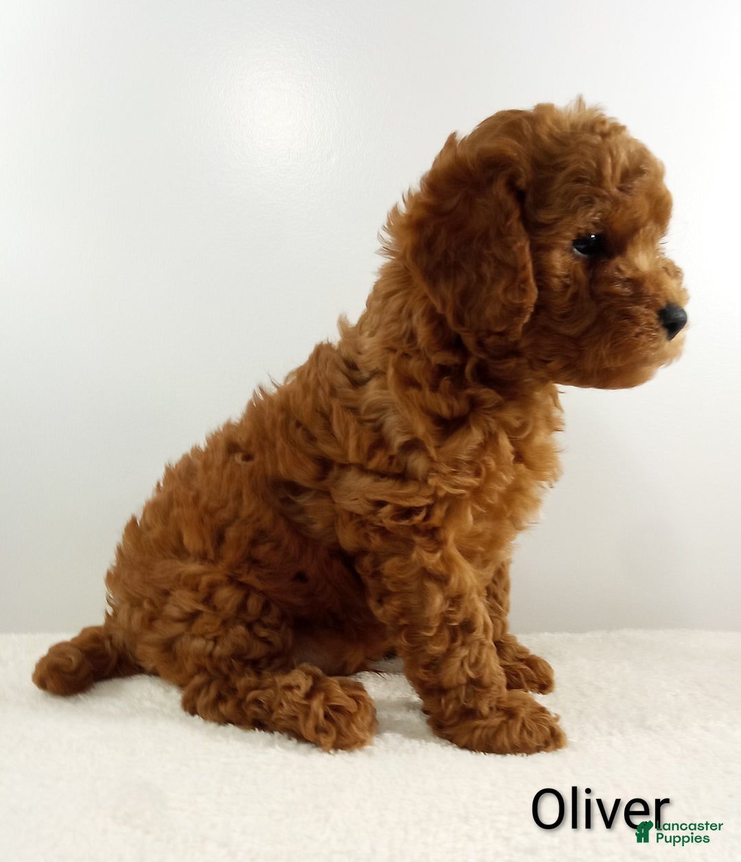 Toy Poodle dogs for sale: Oliver-AKC  - Ad 2