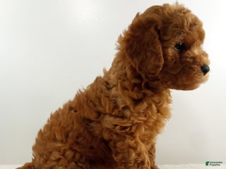Toy Poodle dogs Oliver- AKC - Ad 31