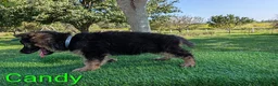 German Shepherd dogs for sale: Candy - Ad 5